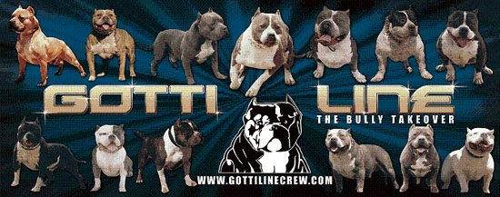 Bully style pitbulls, bully puppies, stud service. American bullies, Gottiline
