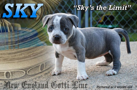 East Coast Gotti line Bully Pitbull Breedings - Breeder, puppies, stud service