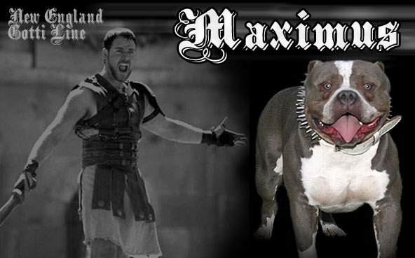 Maximus - Gottiline Pit Bull - warrior