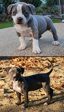 Gottiline bully style pitbull puppies for sale in Trinidad, West Indies : stud, breeder